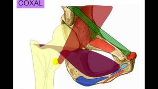 Osteología de miembro inferior 2