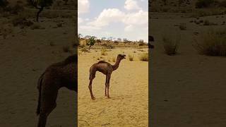 A baby camel is calling its mother#shortsfeed #youtubeshorts #shortsviral #animals #virelshorts