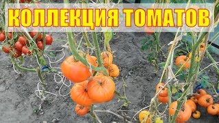 ОТЛИЧНАЯ КОЛЛЕКЦИЯ ТОМАТОВ, УРОЖАЙНАЯ, ПРОВЕРЕННАЯ. ОБЗОР УРОЖАЯ 2019Г.