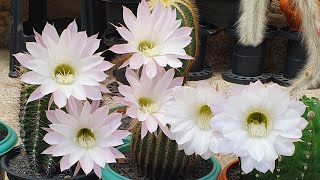 #echinopsis#flordeechinopsis#cactoflorido#flordecacto#coleçãodecactos#🌵 Flores dos meus Echinopsis