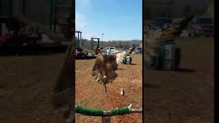 Eurasian Eagle Owl Visits Tesnatee Gap