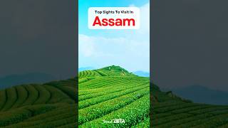 Assam Shorts. #assam #assamtourism #kaziranga #shorts #travelzeta #youtubeshorts #viral