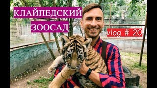 КЛАЙПЕДСКИЙ ЗООСАД. Осторожно! "Мимимишные" тигрята.