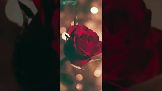 mera e gulab manjur karle sachc keta hu tu jse pyar ho gya   || new whatsApp  status || #like_sher_