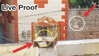 How to Make a Bird Trap - Best Quick Bird Trap Using Vital - How To Trap Bird | @creativetraps