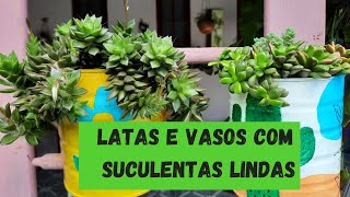 LATAS E VASOS COM SUCULENTAS  LINDAS DE VIVER