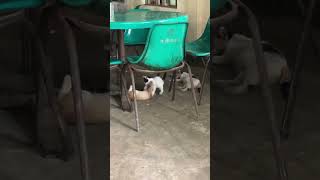 Cat Fighting #catvideos #cat #catlover