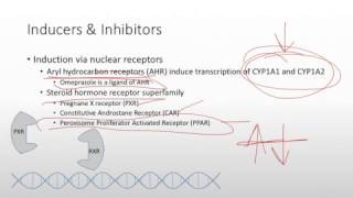 Medical Pharmacology: Pharmacokinetics - Hepatic Clearance