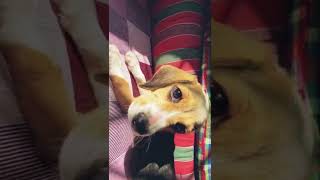 Cute beagle puppy is seating❤️❤️🌚on my bed😍😍❤️😌😌😌