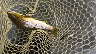 Trout in humid conditions.