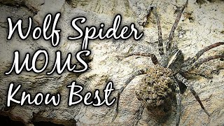 Wolf SPIDER maternal CARE - Wolf mamma knows best