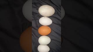 Biggest to smallest eggs at nightfall farms