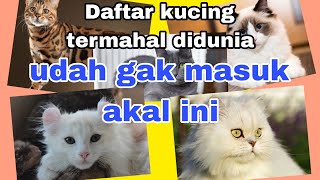 10 Daftar kucing termahal didunia// kucing paling mahal