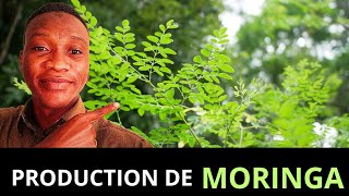 Fais ça pour bien produire du moringa sur ta ferme