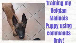 Training our Belgian Malinois puppy using commands only!