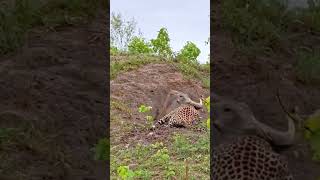 Leopard vs wild boar #viral #animals #trending