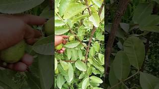 Amrood (Guava) cutting | #shorts #trending #viral #viralvideos