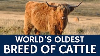 World’s Oldest Breed of Cattle (Shaggy-Haired Highland Cow) – Facts about Scotland