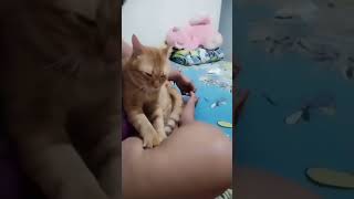 terharu rasanya melihat kesetiaan si kucing 🥰😢