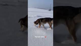 #жизньвдеревне #зимушказима #собакадругчеловека #shorts #shortsvideo #russianwinter