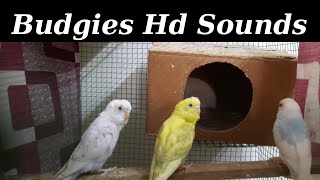 5 Minutes #BudgieSounds HD Sounds | #budgies Budgies full Hd Sounds In Cage #creatorvid #parakeet