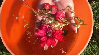 ASMR Water & Sound Healing || Sacral Chakra Sining Bowl, Healing Water Pitchers & Flowers 🌺🕸️🌹🫧🍑🕷️🩸