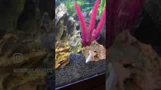 The Sorority role call! #glofish #fishtank #bettasorority #aquarium #fish #shortvideo