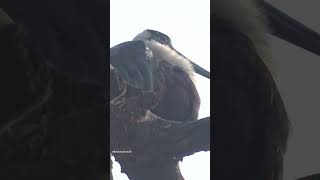 Bird ❤ Forever #stork #storks #storkbird #shortsfeed #birds #beautiful #nature #birding #love #look