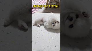 강아지 혼날때반응 귀여움주의 #dogshorts #shorts #pomeranian #아기강아지 #포메라니안 #funnyanimals #강아지일상 #귀여운강아지 #강아지반응