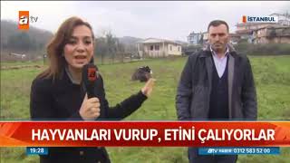 Et Hırsızları İş Başında Hayvanları Vurup Etini Çalıyorlar