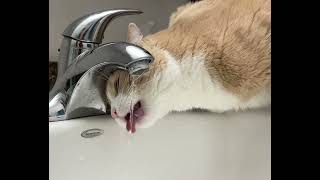 My cat drinking from the sink in slow motion