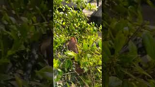 Red cardinal living in my holly tree, May 2023