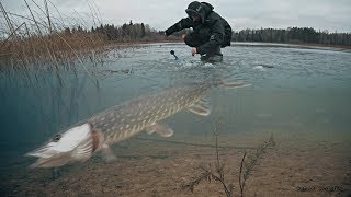 РЫБАЛКА НА ЖЕРЛИЦЫ И АТАКИ ЩУКИ НА ЖИВЦА! Зимняя рыбалка 2019 - 2020