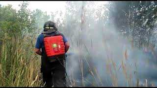 В Тольятти введен режим ЧС из-за крупного лесного пожара: видео с места события