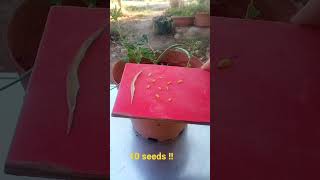 My first fenugreek seeds #shorts