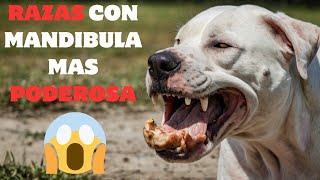 🐶RAZAS DE PERROS CON LA MORDIDA MAS FUERTE🦮TOP 7 RAZAS de PERROS con mandibula mas FUERTES DEL MUNDO