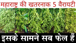 सोयाबीन की बेस्ट वैरायटी | महाराष्ट्र के लिए TOP-5 सोयाबीन वेरायटी |Maharashtra ki top Best soyabean