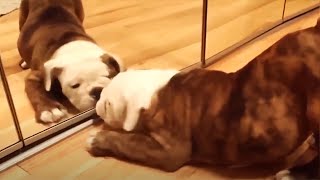 Animals in Mirrors Funniest Reactions 🤗 [Funny Pets]