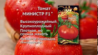 Томат Министр (10 секунд)