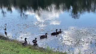 Cute Duck Family