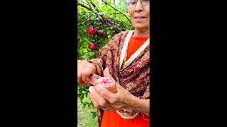 अनार की खेती | Farm fresh pomegranates