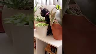 My cat doing plant inspections #catshort #indoorplants #tortiecat #nevada