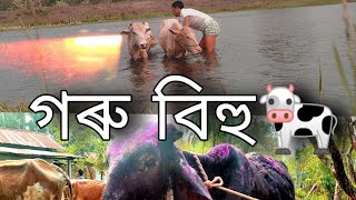 গৰু বিহু🐄