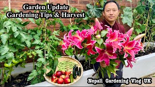 Exciting Garden Update | Harvest Time | Dalle Khursani | Varieties vegetables & fruits| Nepali Vlog