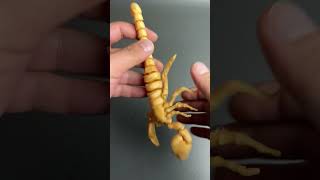 3D Printed scorpion#3dprinting