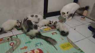 Kucing lapar#cat #cute