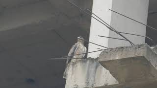 Raptorwatching: a young Bonelli's eagle, male.