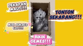 Kucing lucu: Misi sukses 😽