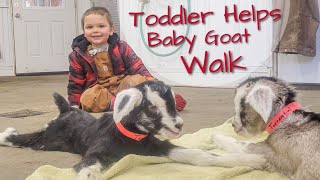 Toddler Helps Baby Goats Who Can't Walk To Stand Up! #shorts