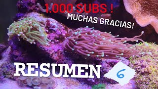 RESUMEN MENSUAL Nº6 / OCTUBRE / 1.000 SUBSCRIPTORES  MUCHAS GRACIAS A TODOS !+ CRIA PECES PAYASOS